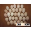 Fresh Chicken Turkey Eggs