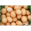 Fresh brown and white Shell Chicken Eggs