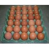 Chicken Fresh Table Eggs