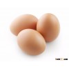 Fresh holland Eggs