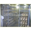 Fertilized Ostrich Eggs