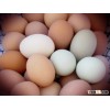 Farm Fresh Chicken Table Eggs Brown and White Shell Chicken Eggs