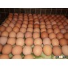 Chicken Eggs Brown Best Quality