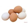 High Quality White / Brown Chicken Table Eggs In Trays and Cartons