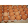 Grade A farm fresh chicken eggs for sale