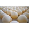 Fertilized Eggs for sale