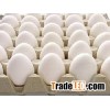 Fresh Table Chicken Eggs ( Brown and White)