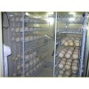 Fertilized Ostrich Eggs