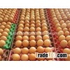 chicken egg