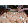 Fresh Table Chicken Eggs ( Brown and White)