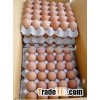 CHICKEN FRESH BROWN / WHITE TABLE EGSS FOR sale