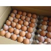 High Fresh Table Eggs Brown And White