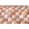 Best Quality Organic Fresh Chicken Table Eggs