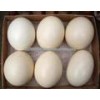 Ostrich Egg Shells Ostrich Feathers ostrich skin ostrich egg shells ostrich feathers