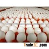 White and Brown Chicken Eggs