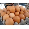 Chicken Eggs
