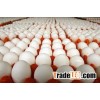 Broiler chicken eggs