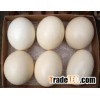 Fertilized Ostrich Eggs