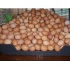 Farm Fresh Chicken Table Eggs,Farm Fresh Chicken Table Eggs
