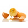 Broiler Hatching eggs (Cobb500 and Ross 308)