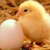 Broiler Hatching Eggs Ross-308