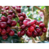ORGANIC COFFEE