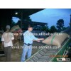 Arabica Coffee S13