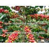 Arabica Coffee S16