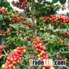 Quality Arabica roasted green coffee beans with best price