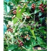 Arabica Coffee Beans WASHED (Viber and Whatsaap: 0084965152844)