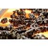 Civet Coffee / Kopi Luwak High Quality