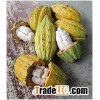 Raw Dried Cacoa Beans