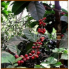 Robusta Coffee
