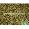 Robusta coffee bean