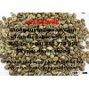 Vietnam Robusta Coffee Beans SCR 18 (Skype: davis.thong, mobile: +84986778999)