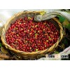 Fresh Chery Coffee Bean