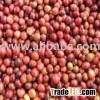 Vietnam Robusta Coffee, Grade 1, Scr.16 (or Scr. 18)