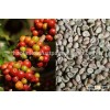 BEST PRICE ARABICA COFFEE/ROBUSTA COFFEE FROM VIETNAM whole sale