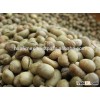 RAW STYLE Green Beans Robusta Coffee S13/S16/S18 LOW PRICE (Skype: hanfimex08)