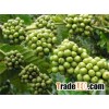 Green Fresh Coffee Bean
