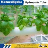 High Quality Green And Health Food
