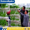 Oval PVC Tube Equipment for Greenhouse Vegetables Planting