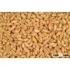 High quality Wheat Bran