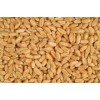 High quality Wheat Bran