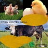 corn gluten meal feed grade 60% protein for animal feed