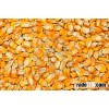 YELLOW CORN MAIZE