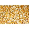 Yellow Maize for animal feed