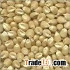 White corn