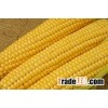 Dried Yellow Maize for animal feeds !!