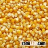 Quality yellow maize for sale